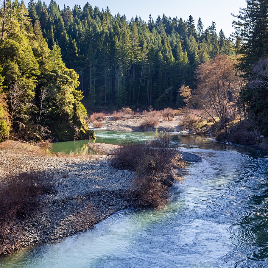 Avenue of the Giants