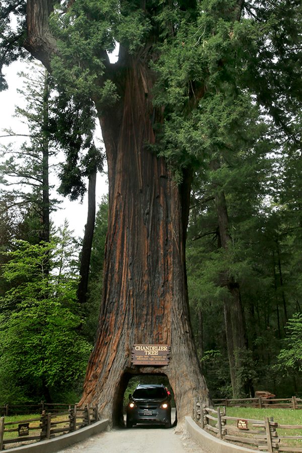 Avenue of the Giants