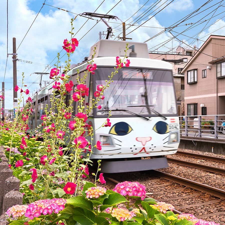 Neko mania transport