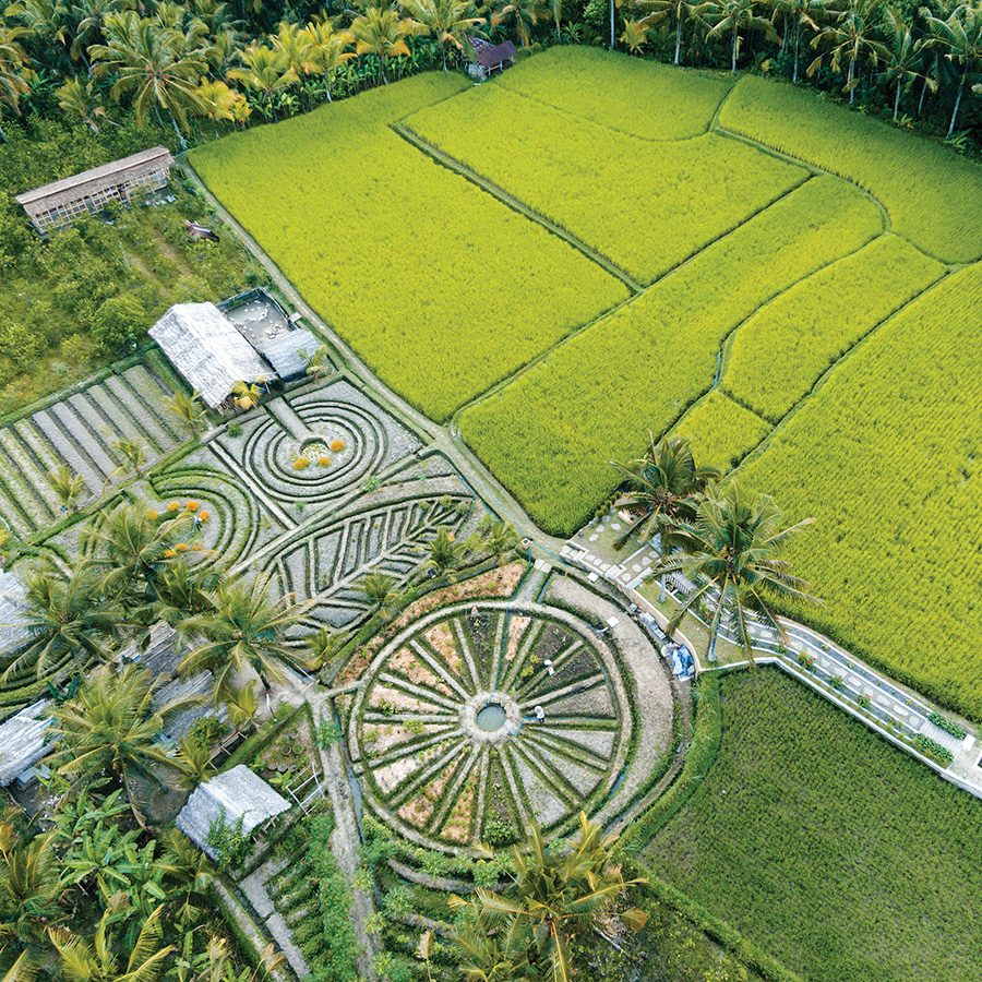 Top view of rice paddy