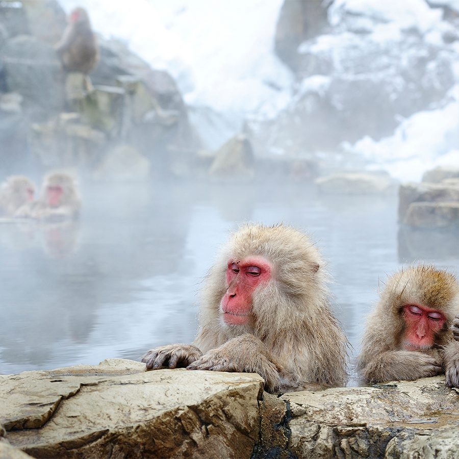 Nagano snow monkeys 