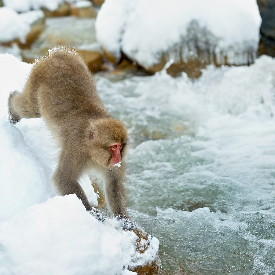 Nagano snow monkeys walking