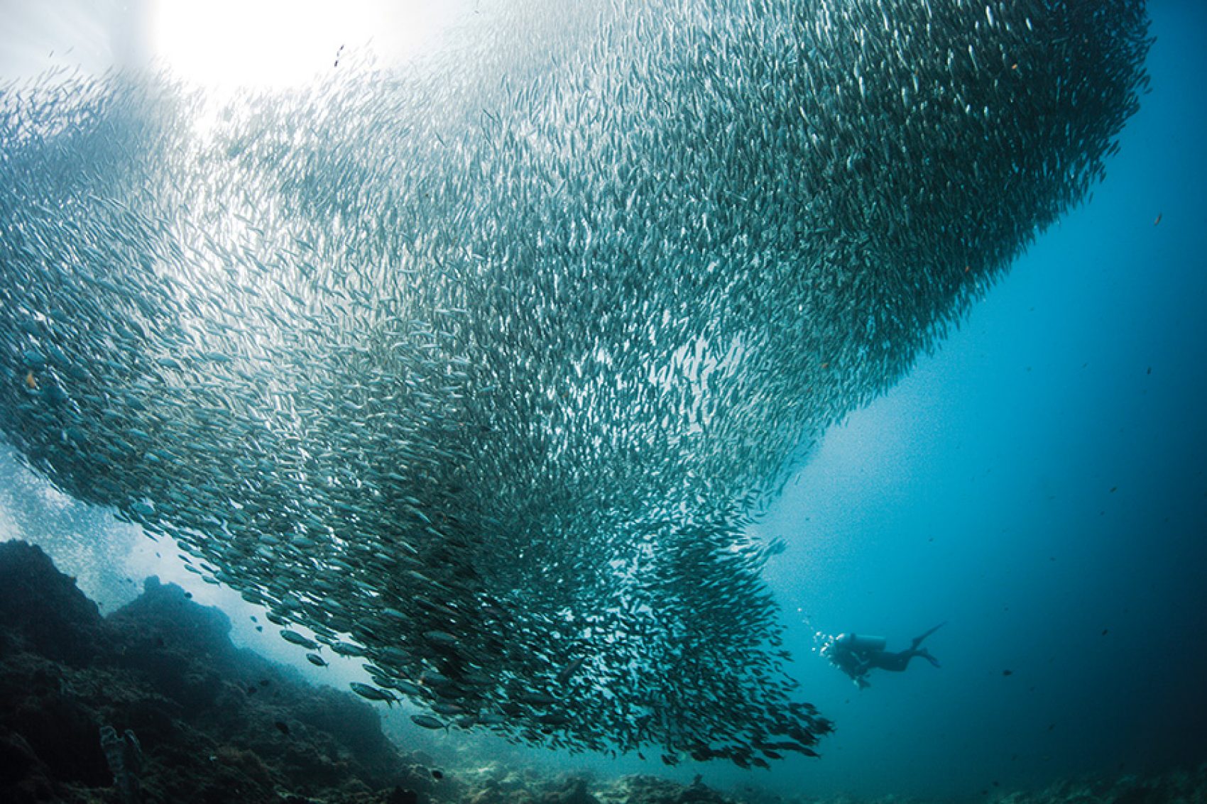 Swim with millions of sardines in Moalboal, Cebu. Credit: Getty Images