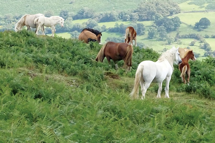 Unicorn trails horse riding UK