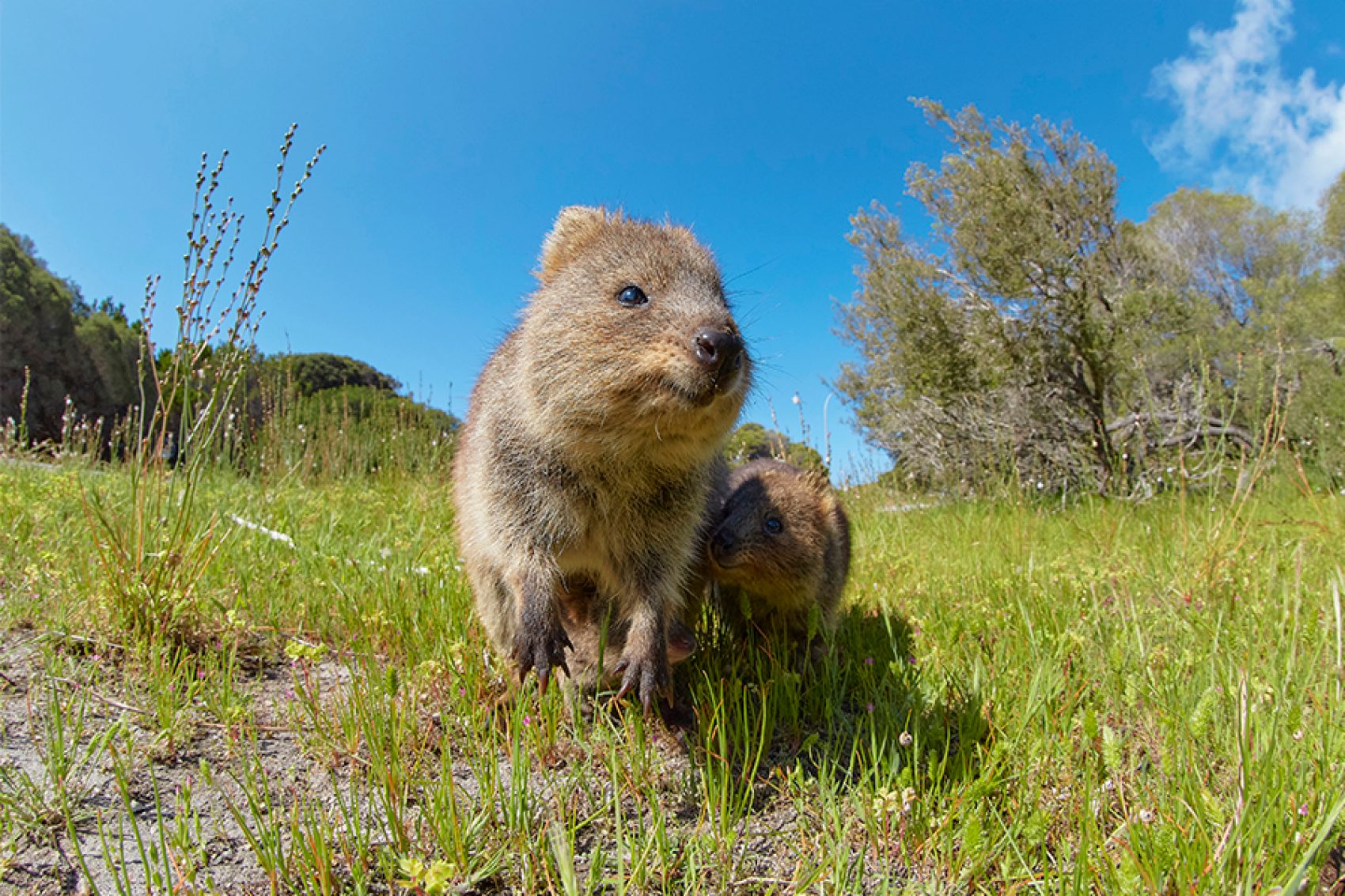 Quokka