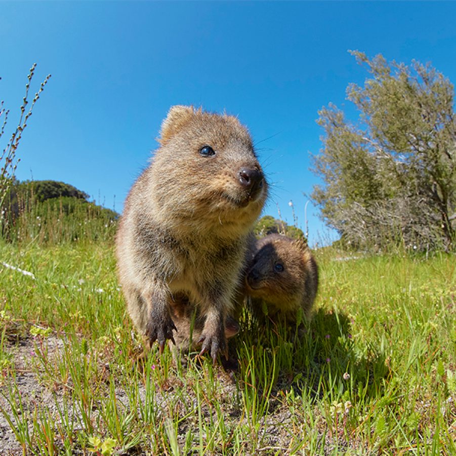 Quokka