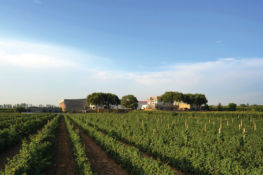 A vineyard stretches to the horizon against a blue sky. 