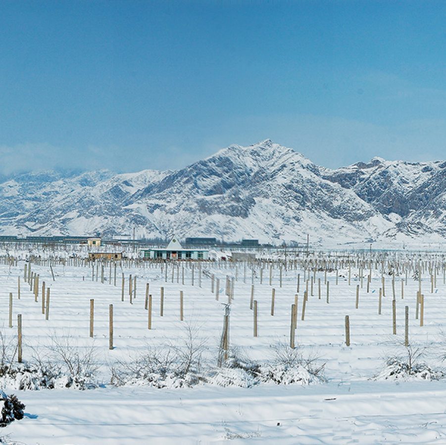 A vineyard under a blanket of snow sits beneath a mountain range.