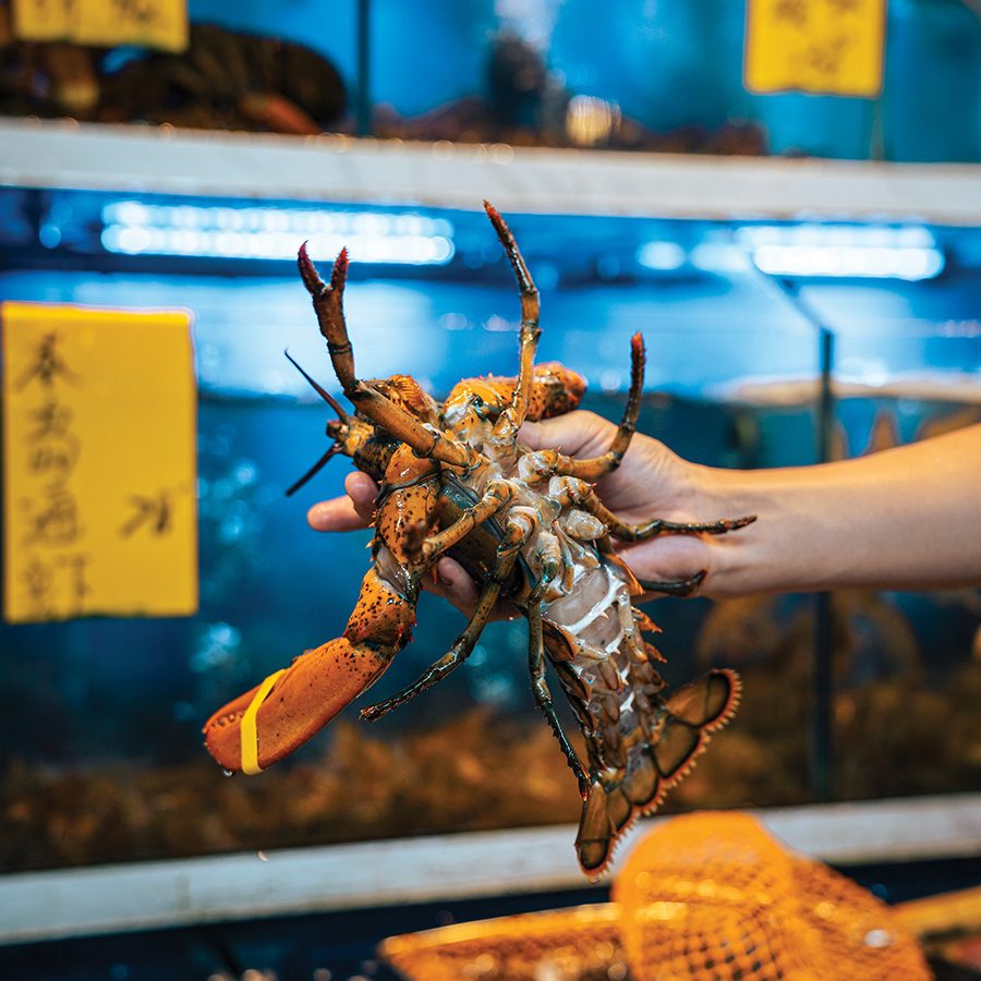 Hand holding lobster