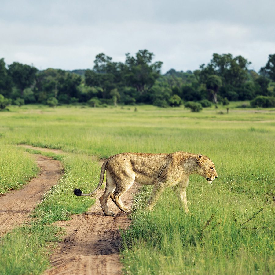 Lion Sands Ivory Lodge, Kruger, South Africa 
