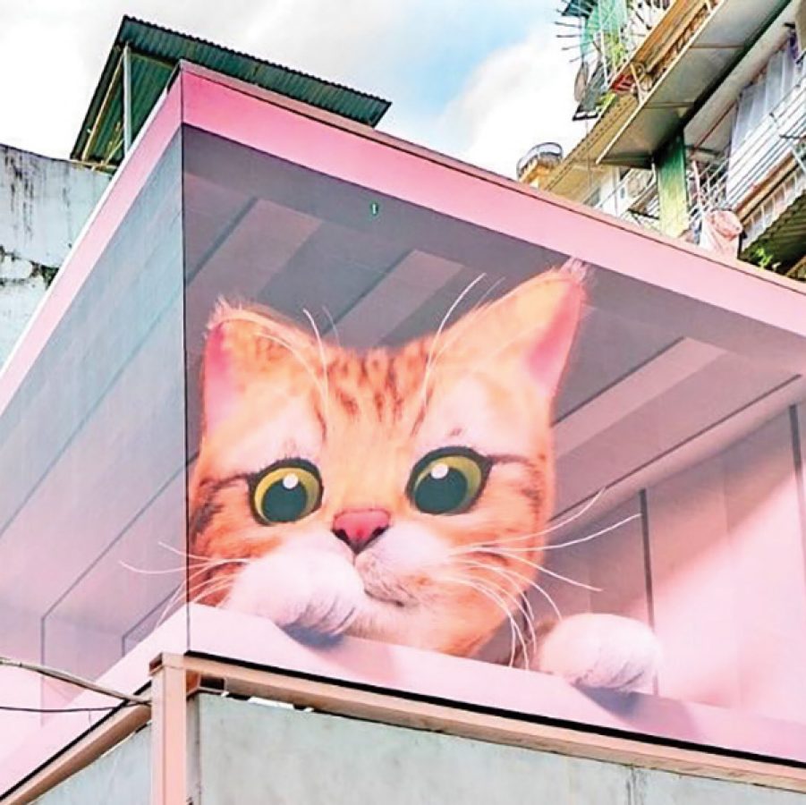 Macao cats
