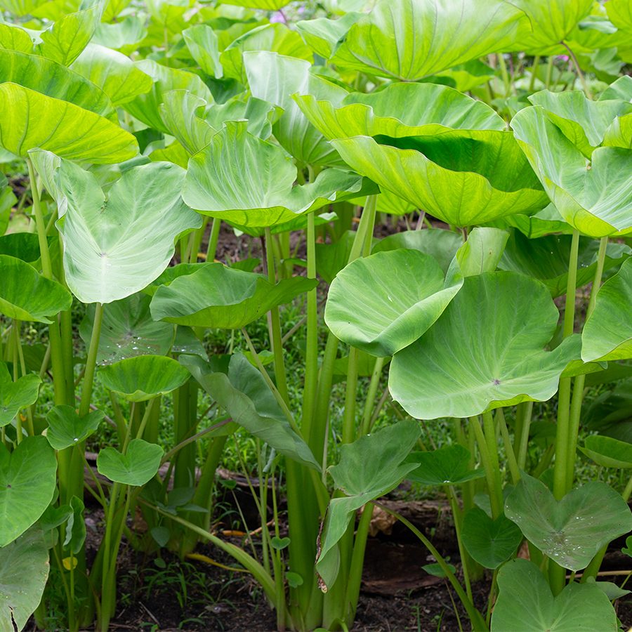 Cabbage hearts