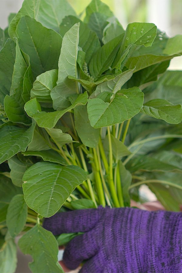 Amaranth tubes