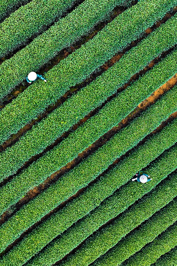 Hangzhou tea field