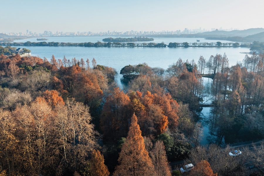 Hangzhou forest sea