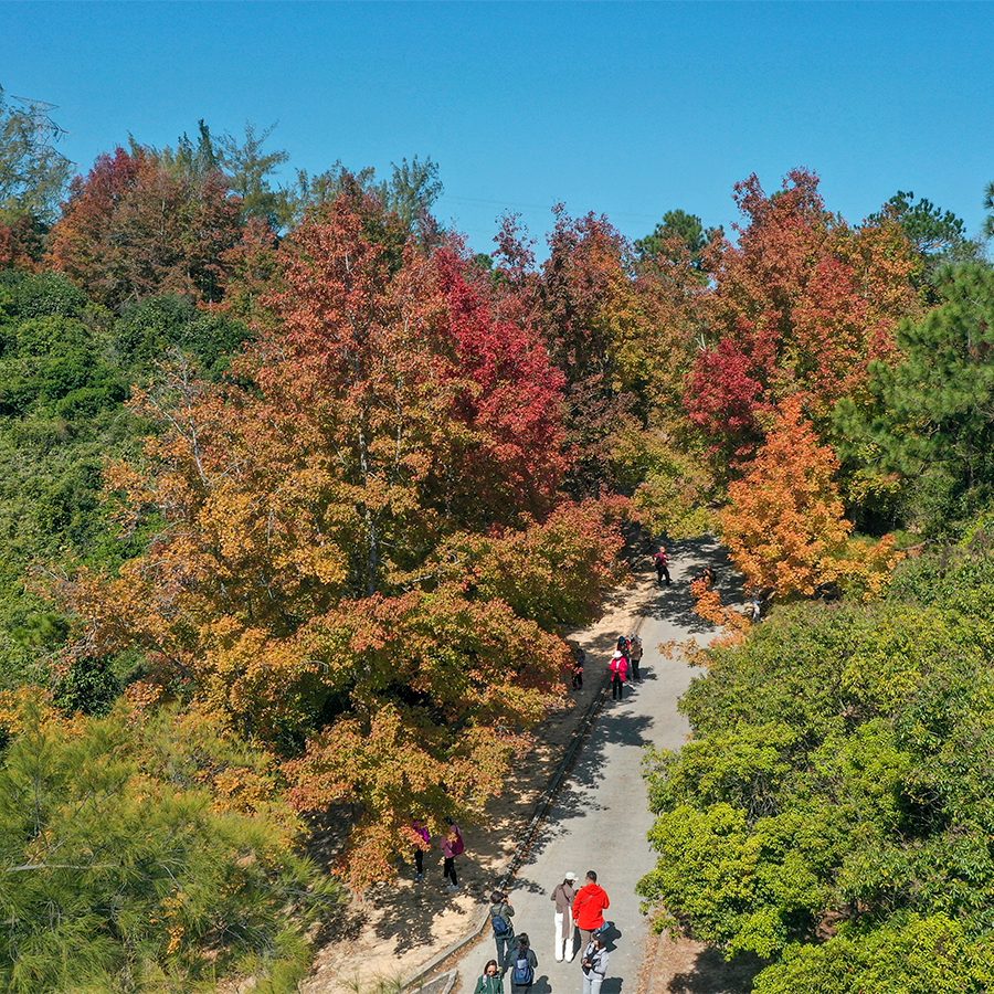 A group of people walking down a path surrounded by autumn foliage in a maple leaf forest 