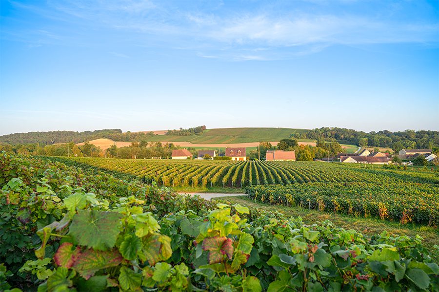 Champagne vineyard