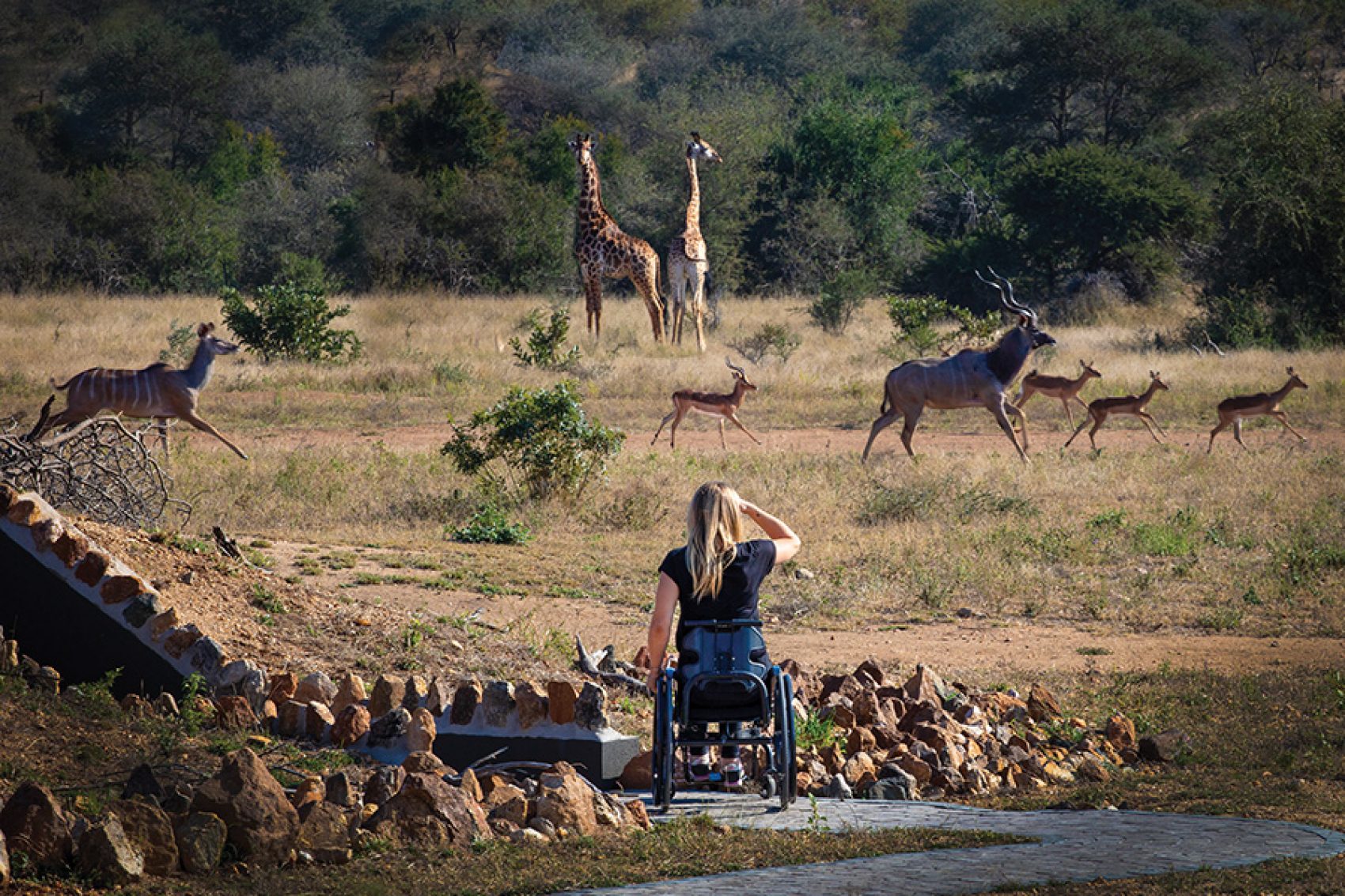 Wheelchair friendly safari