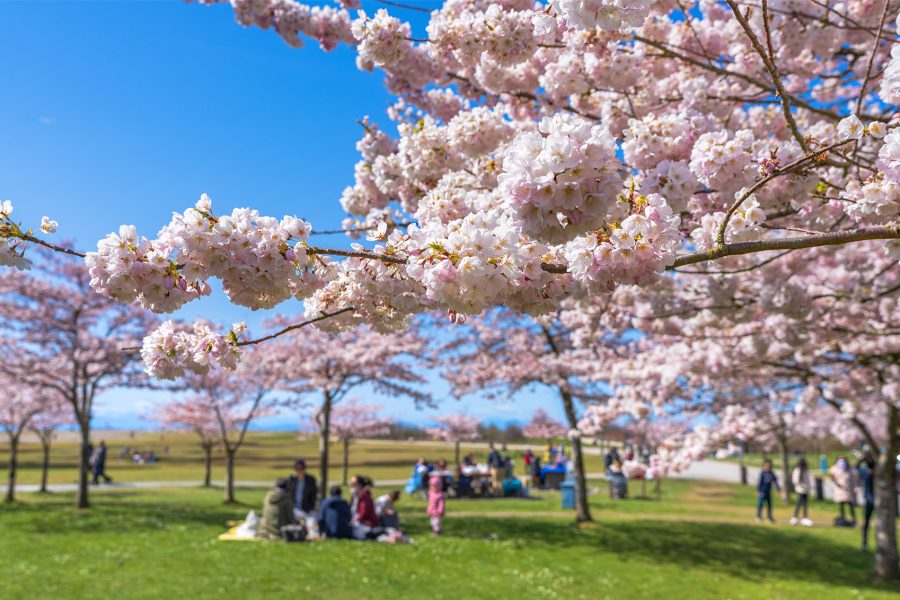 People enjoying a picnic under cherry blossom trees