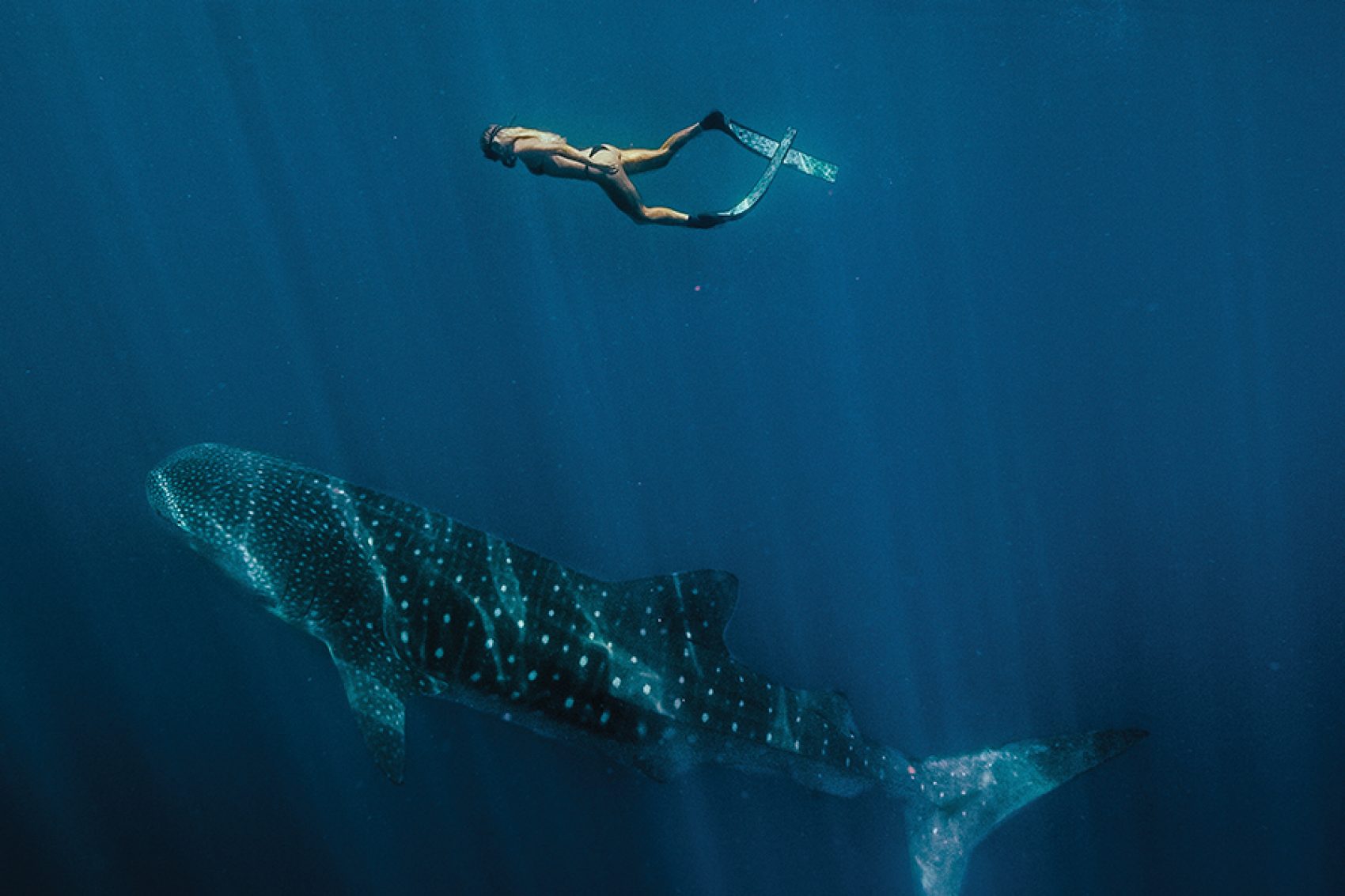 Freediver with whale under water
