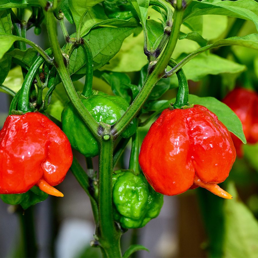 Carolina reapers