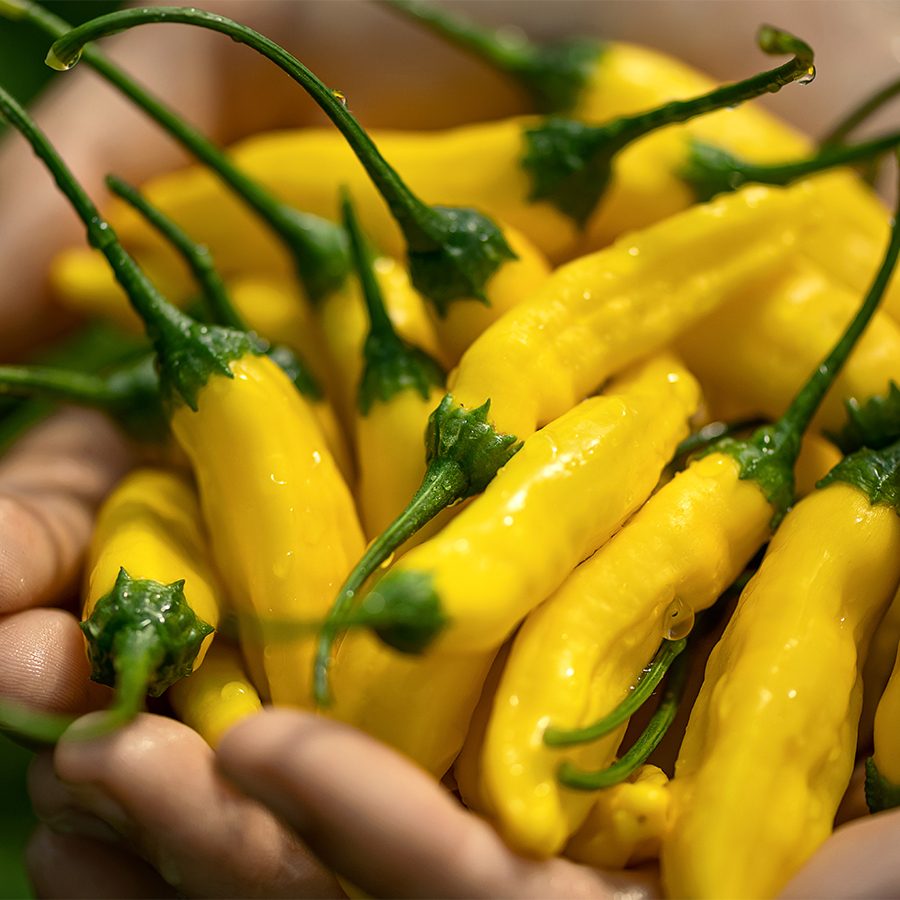 Peruvian peppers
