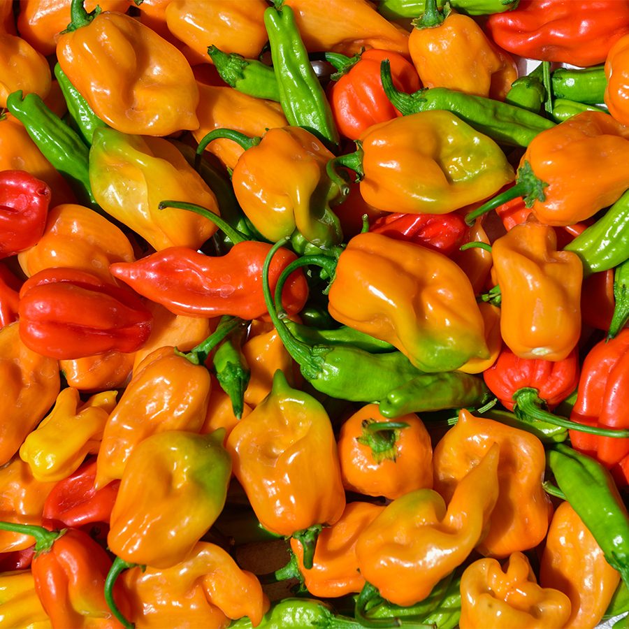 Habanero peppers
