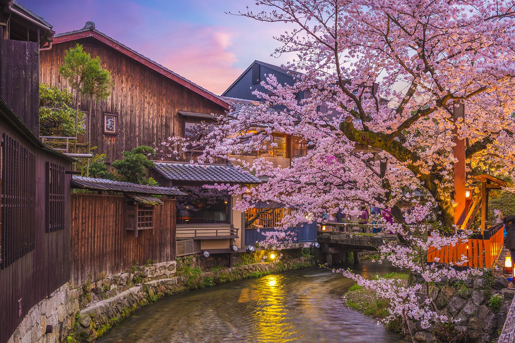 Kyoto canal with cherry blossoms