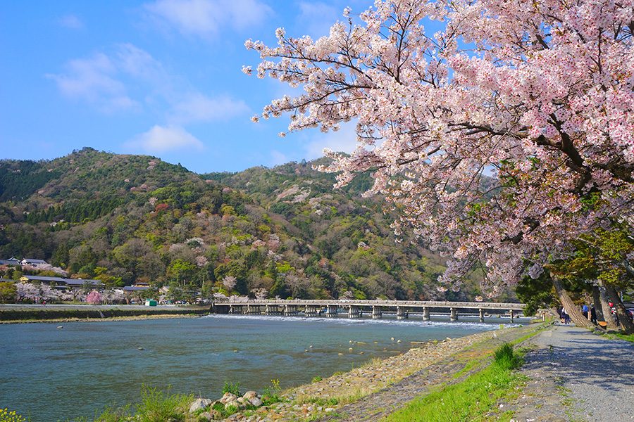 Sagano river in spring with cherry blossoms
