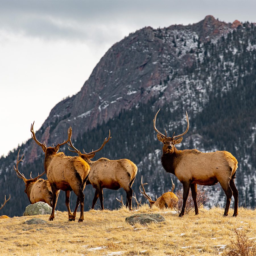 The Rocky Mountains, Colorado
