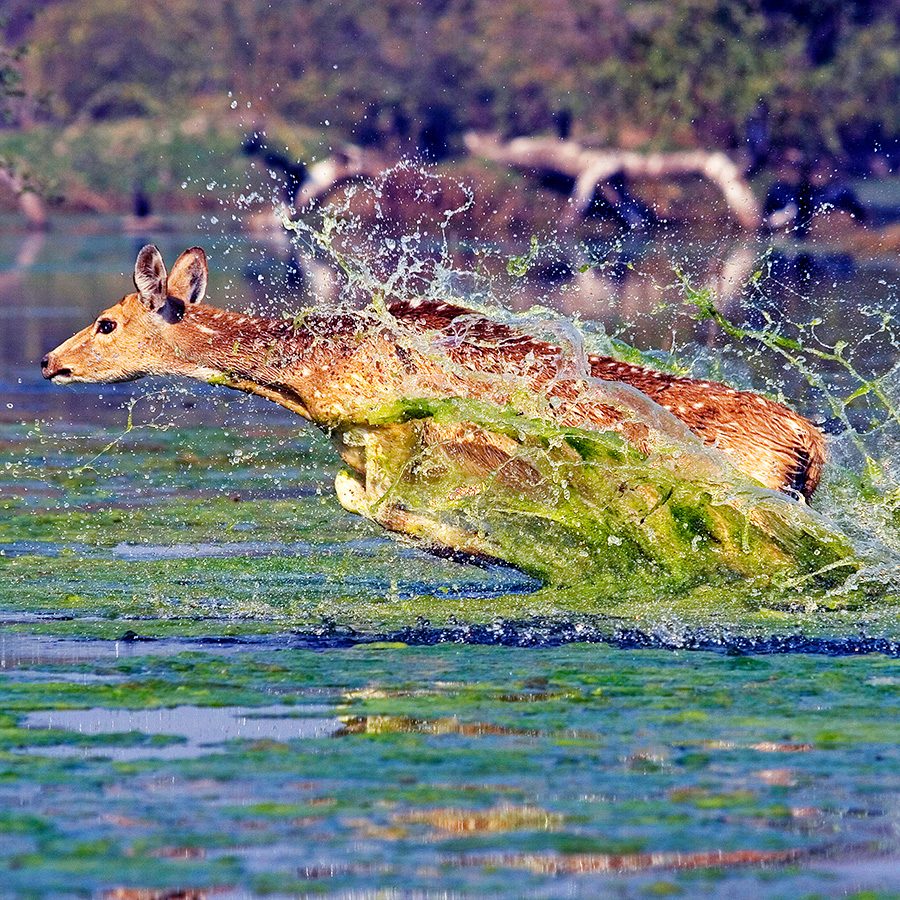 Animal in movement, Ranthambore National Park, India