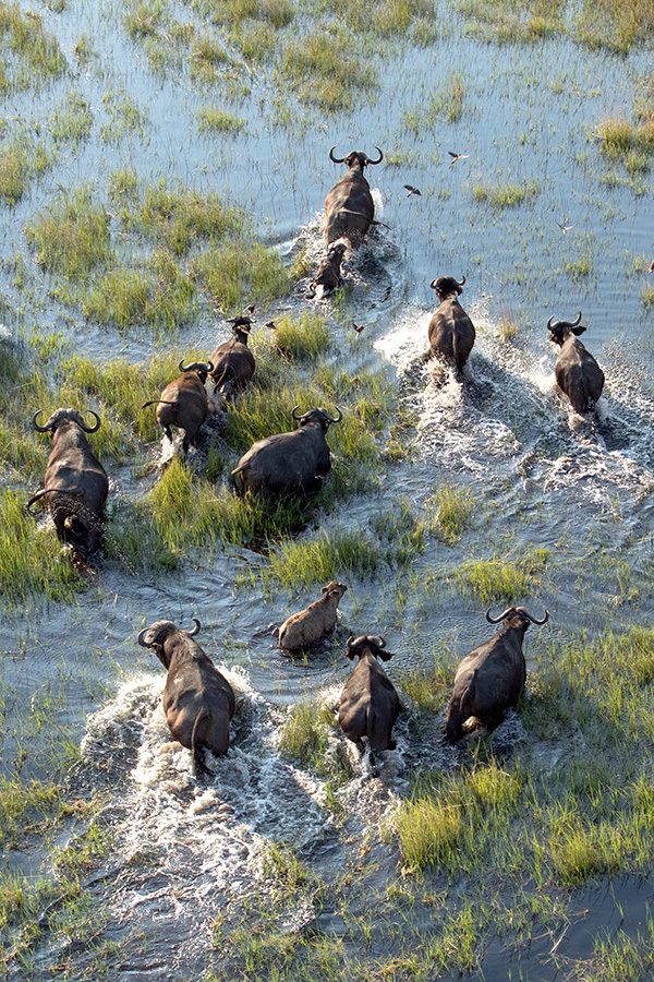 Wildebeest, Kruger National Park, South Africa