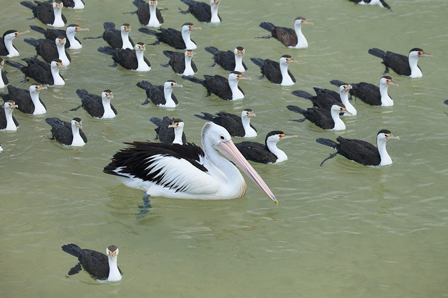 Pelicans, Moreton Island, Australia