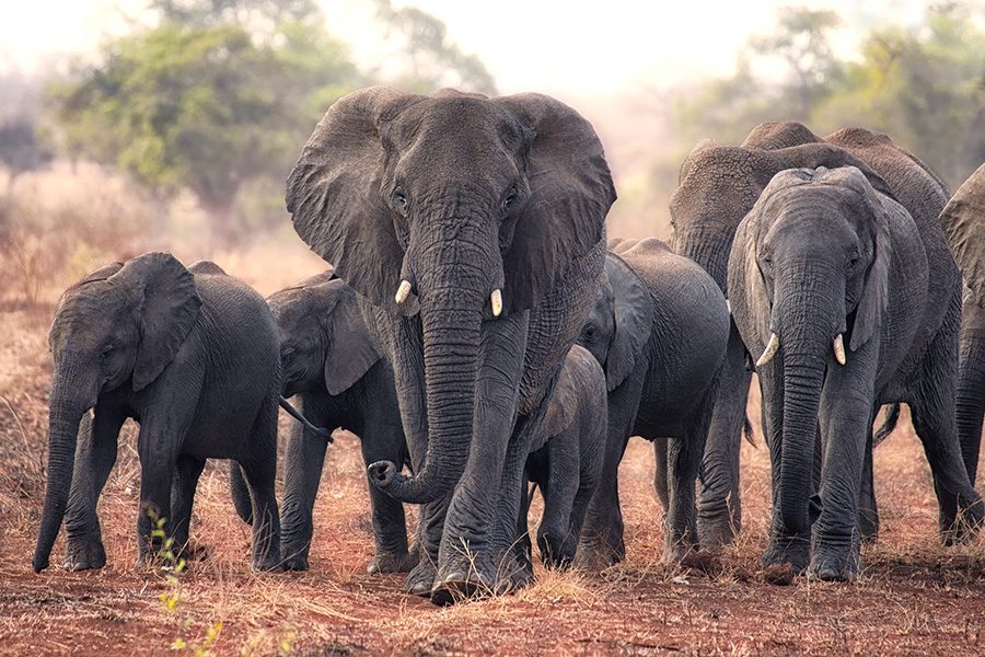 Elephant, Kruger National Park, South Africa