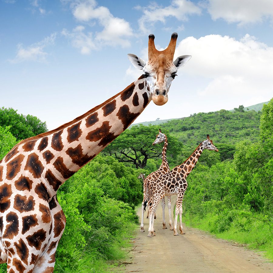 Giraffe, Kruger National Park, South Africa