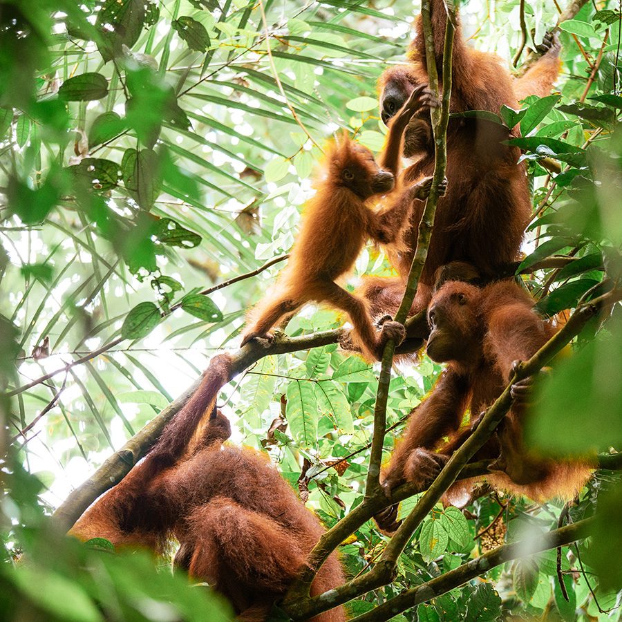 Orangutans, North Sumatra, Indonesia