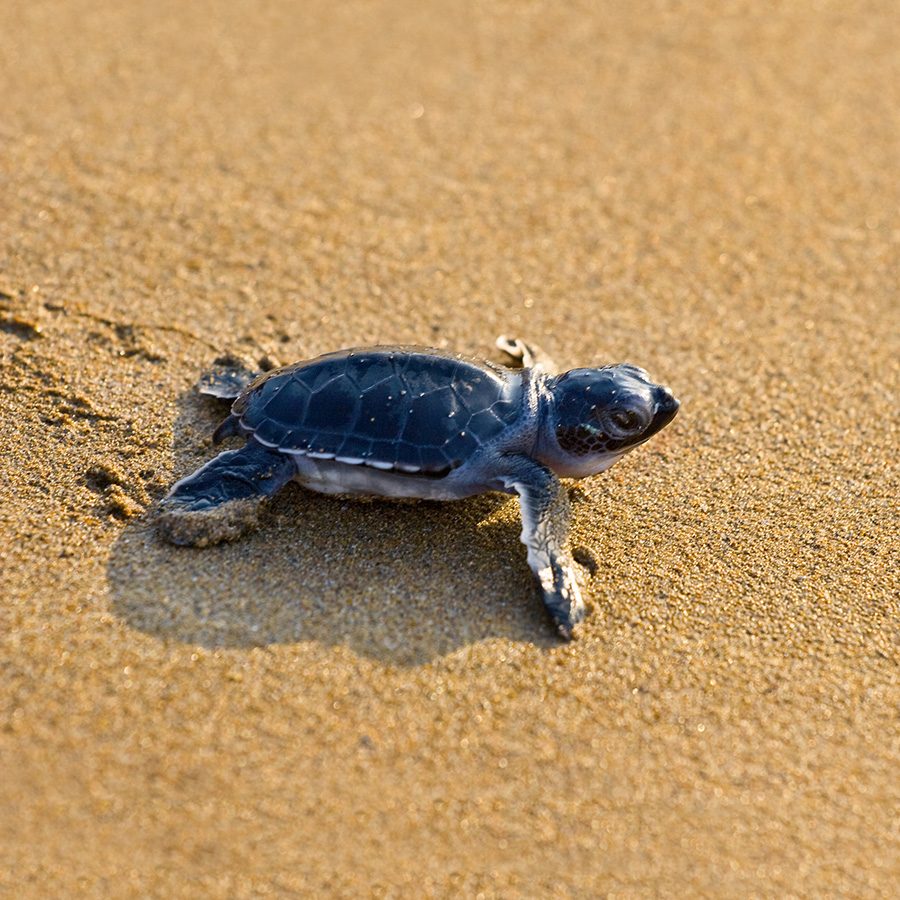 Turtle in KwaZulu-Natal, South Africa