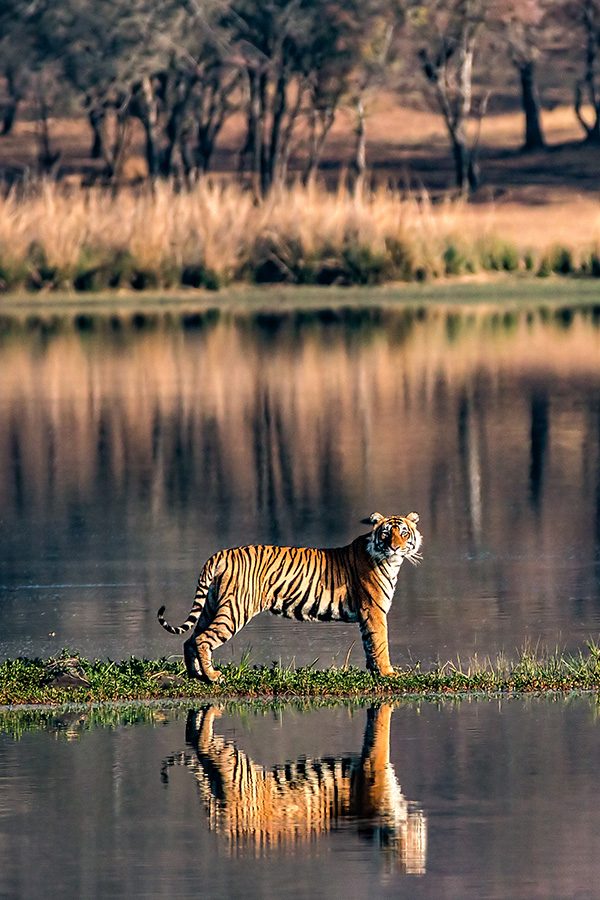 Tiger, Ranthambore National Park, India