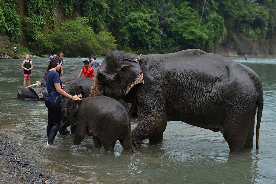 Elephants, North Sumatra, Indonesia
