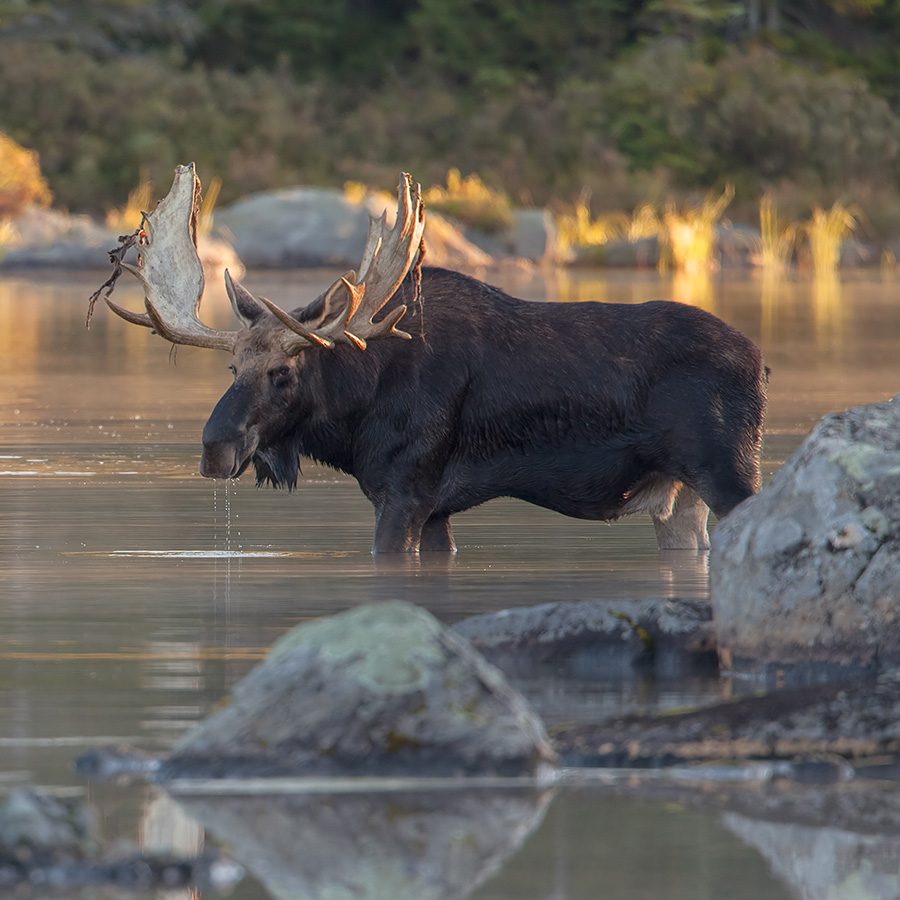 Moose, Algonquin Park, Canada