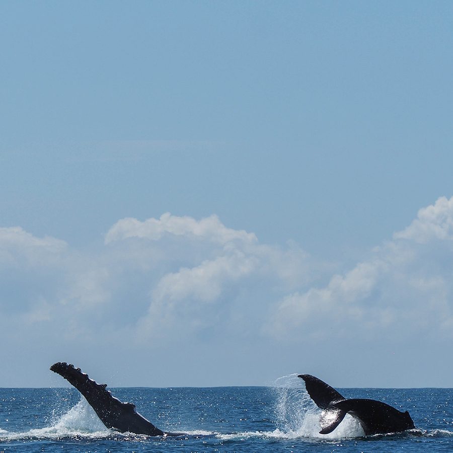 Whales, Moreton Island, Australia