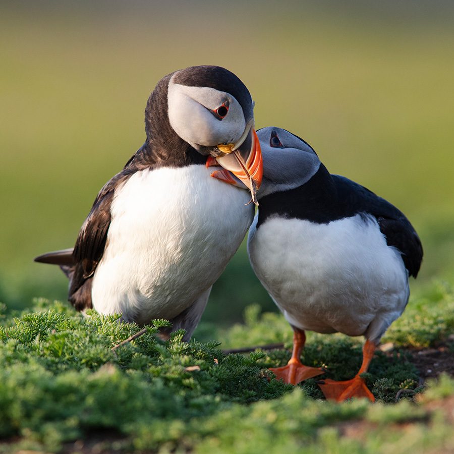 Puffins in Pembrokeshire, Wales