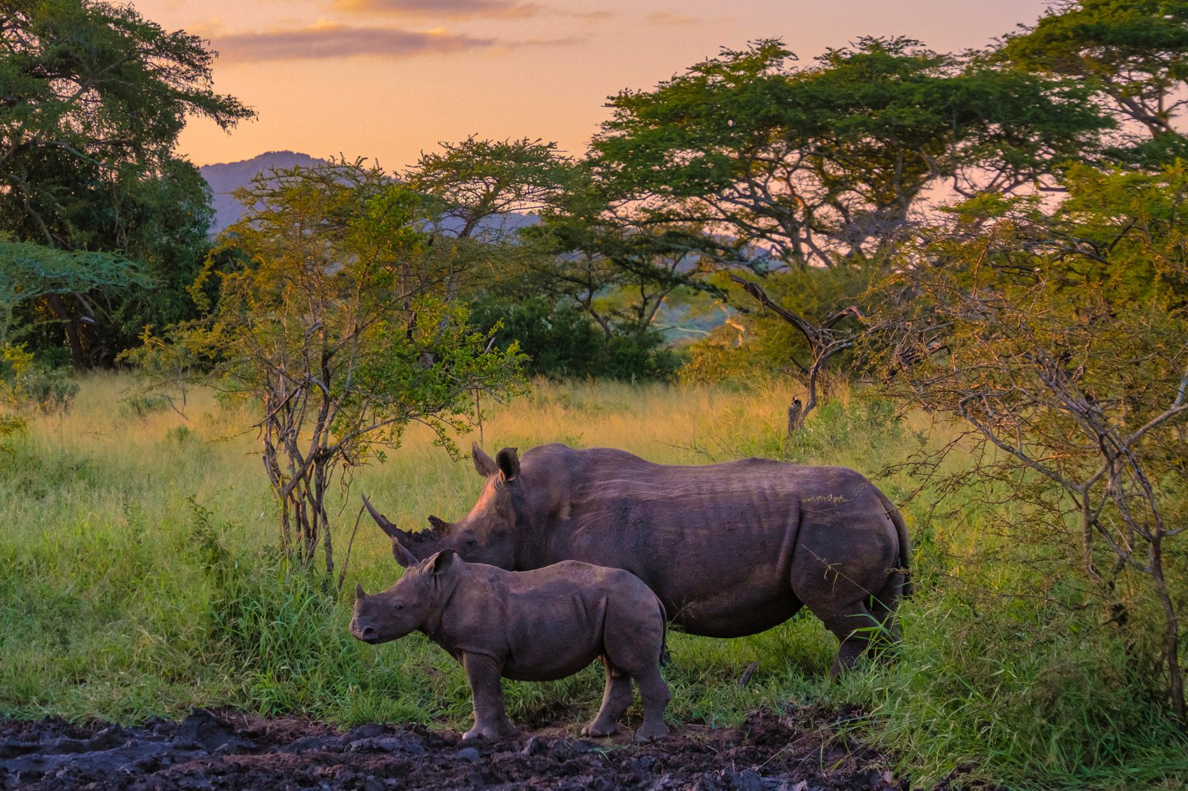 Ethical wildlife, two rhinos in the wild