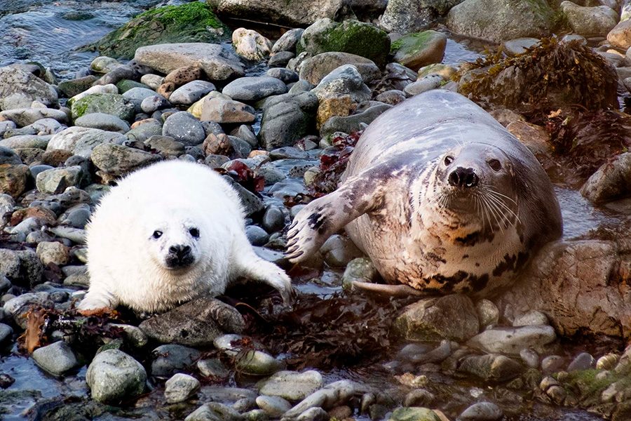 Seals in Pembrokeshire, Wales