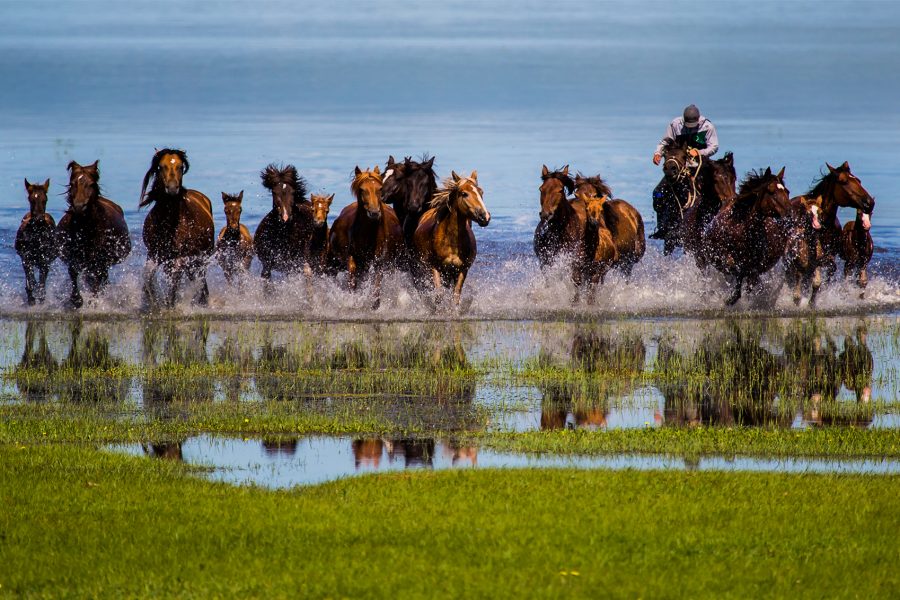 Horses scampered in the ford
