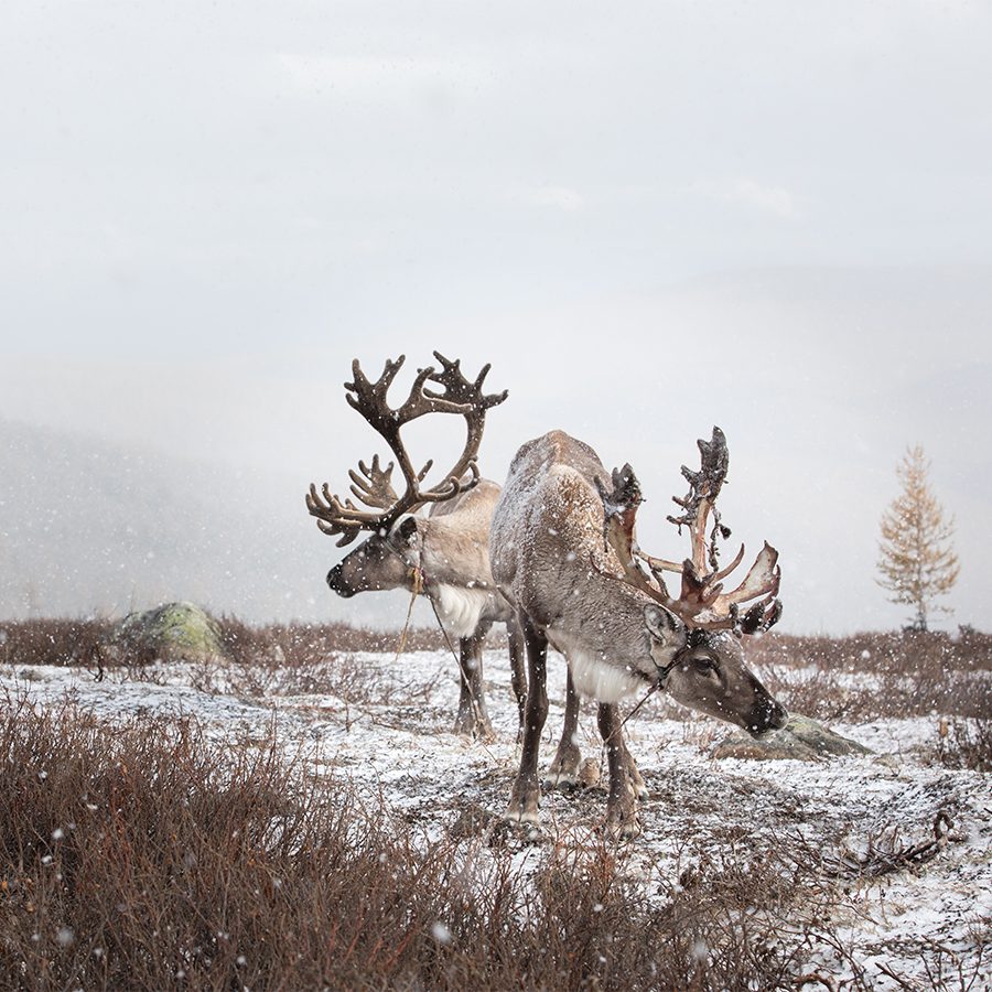 Two reindeers