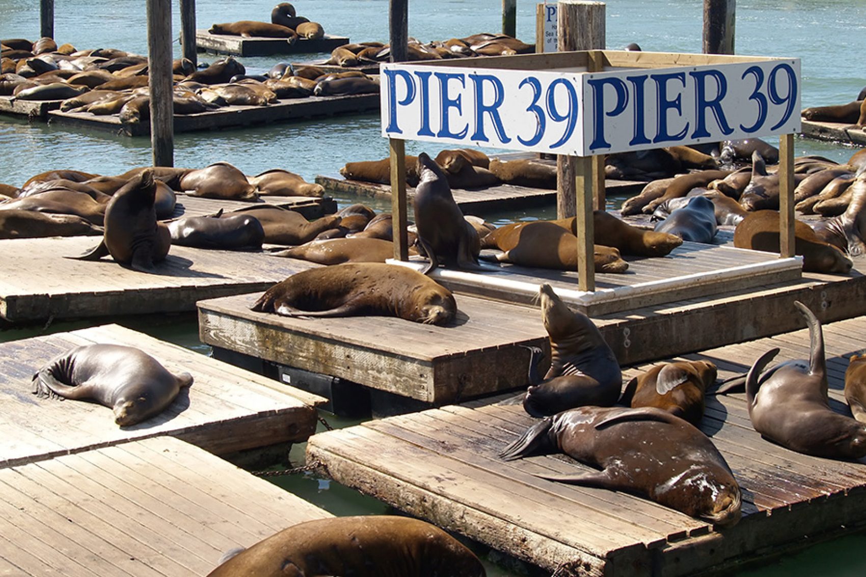 Pier 39