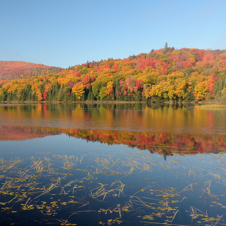 Fall colors Forest 