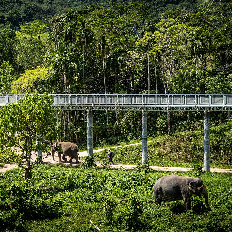 Elephants surrounded by greenery