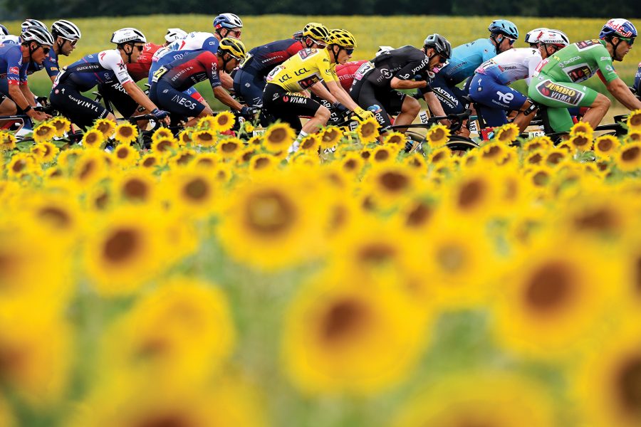 Bikes between sea of sunflowers